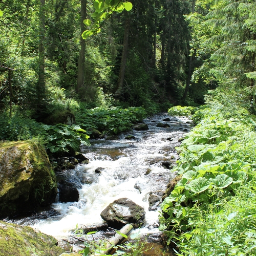 Urlaub im Schwarzwald (8)